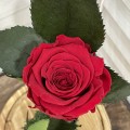 Κόκκινο τριαντάφυλλο σε γυάλα 