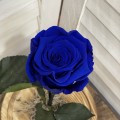 Μπλε τριαντάφυλλο σε γυάλα