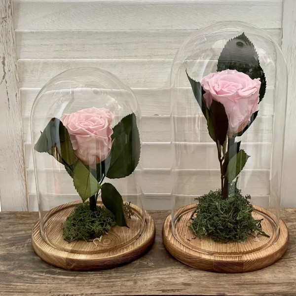 Αποχυμωμενα τριανταφυλλα - Ροζ τριαντάφυλλο σε γυάλα ΓΕΝΝΗΣΗ