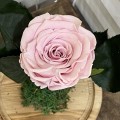 Ροζ τριαντάφυλλο σε γυάλα