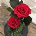 2 κόκκινα τριαντάφυλλα σε γυάλα